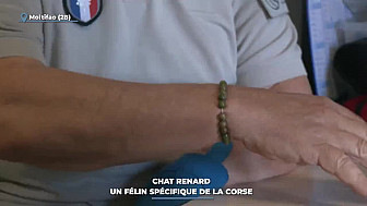 TV Locale Corse - Chat renard : un félin spécifique de la Corse