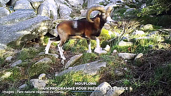TV Locale Corse - Mouflons : un programme pour préserver l'espèce