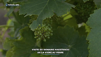 TV Locale Corse - Visite du domaine Maestracci : De la vigne au verre