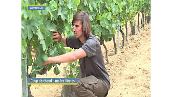 TV Locale Corse - Coup de chaud dans les vignes