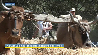 TV Locale Corse -La Tribbieira