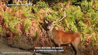 TV Locale Corse - Parc naturel de Corse : À la découverte du cerf