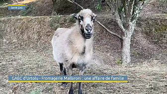 TV Locale Corse - Fromagerie Mallaroni : une affaire de famille