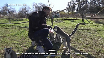 TV Locale Corse - Visite : découverte d'animaux du monde entier au Corsica Zoo