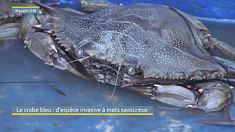 TV Locale Corse - Le crabe bleu : d'espèce invasive à mets savoureux