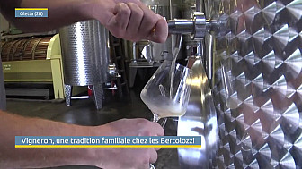 TV Locale Corse - Vigneron, une tradition familiale chez les Bertolozzi