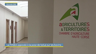 TV Locale Corse - La FDSEA opposée à la pose de bolus sur les bovins