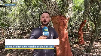 TV Locale Corse - La filière liège, un marché en plein essor